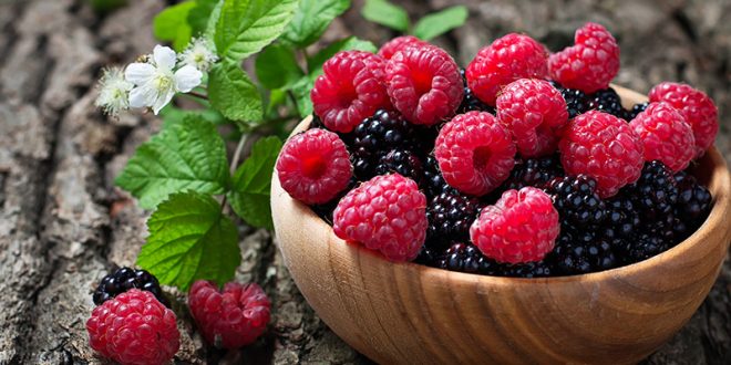 La coltivazione di frutti di bosco : facili da coltivare ...